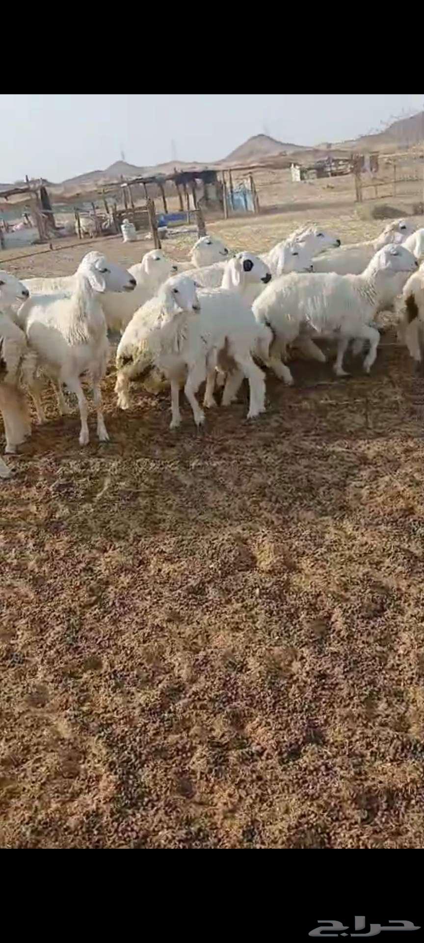 Lamb with Fat, Moroccan Style, Suitable for Events, Refrigerated63719405028609111