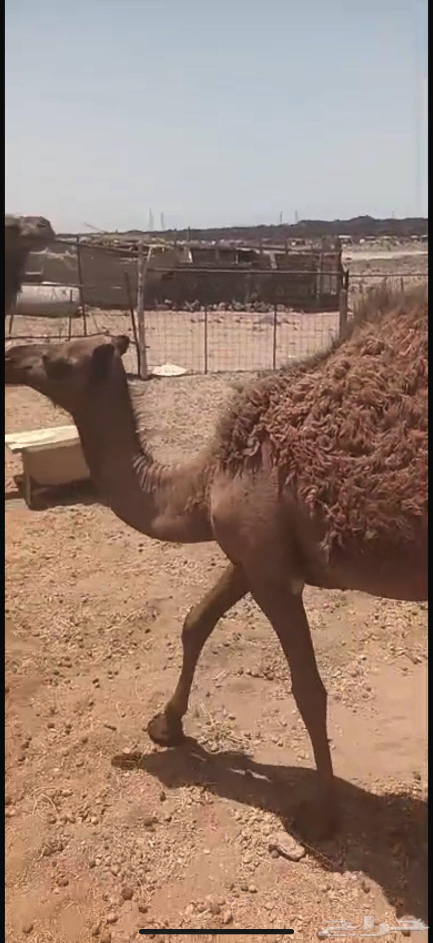 بكره طيبه للبيع63724023367683110