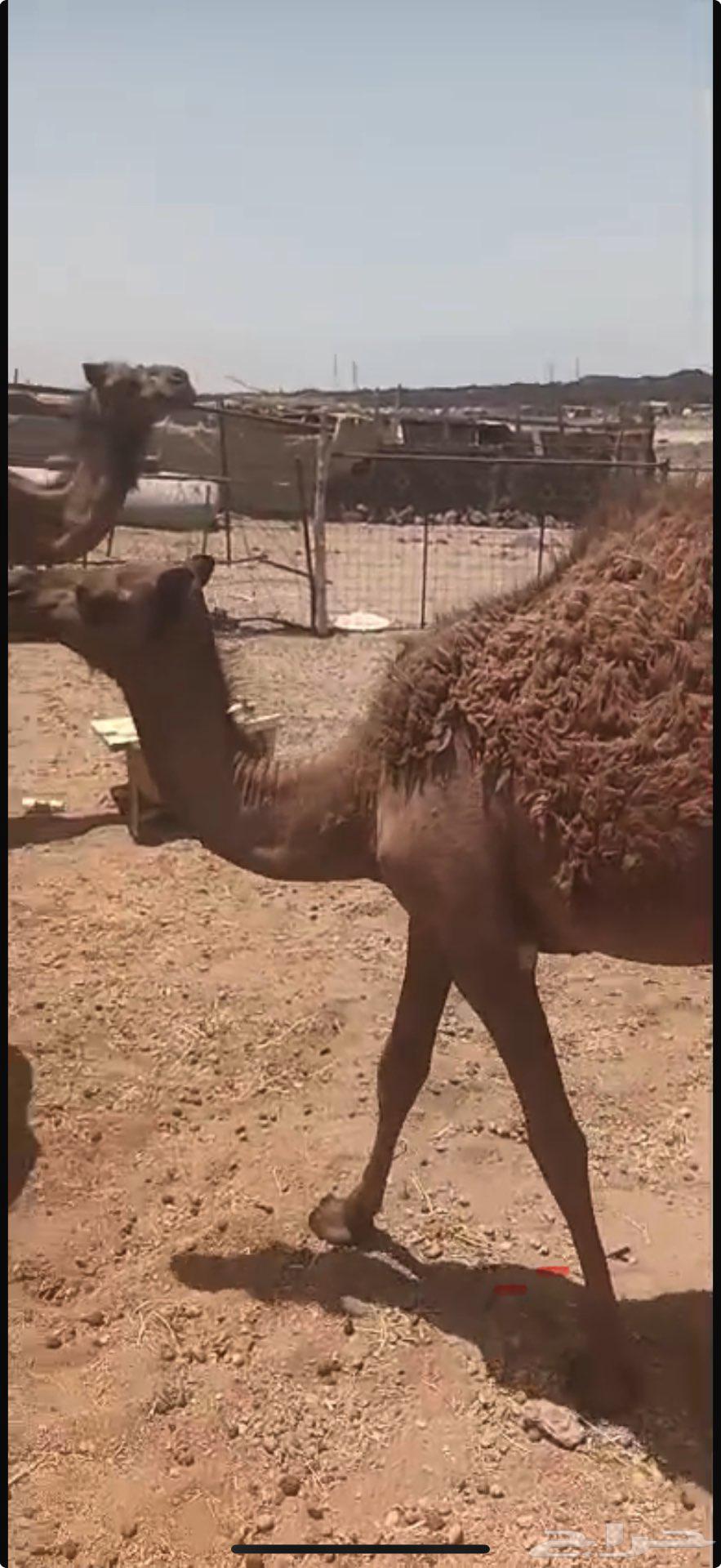 بكره طيبه للبيع63724023367683112