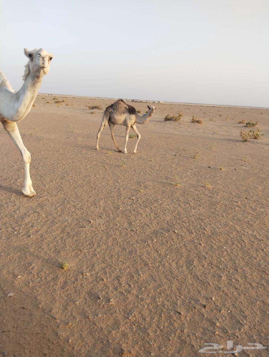 للبيع قعدان طيبه وبرية علي حليب أمهاتها63723735504003112