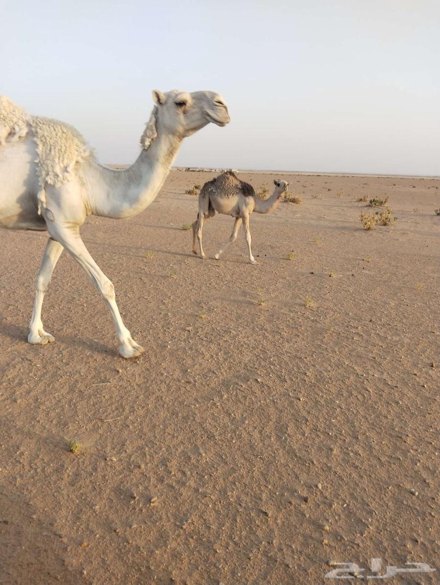 للبيع قعدان طيبه وبرية علي حليب أمهاتها63723735504003113