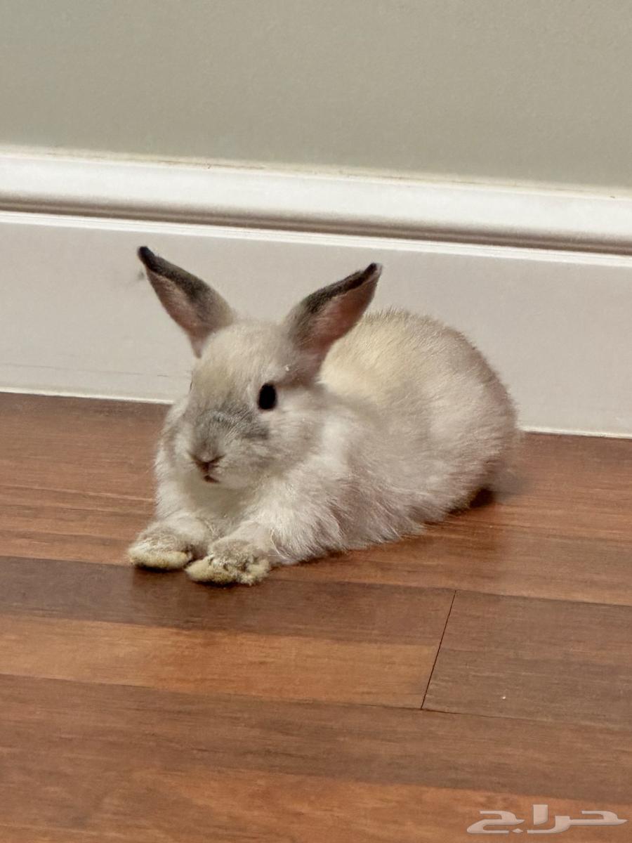 Netherlands Dwarf Rabbit63719858934402110