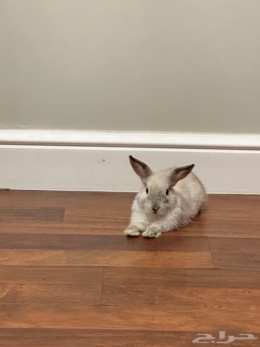 Netherlands Dwarf Rabbit63719858934402112