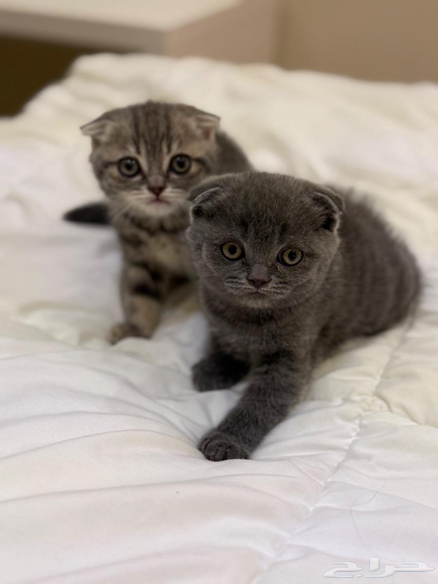 Scottish Fold Kittens63722151416067111