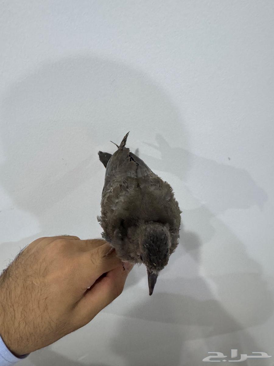 حمامة تربية اليفة للبيع63728144657666113