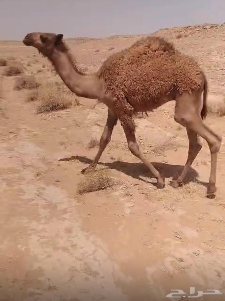 قعود لباني للبيع63725158779649110