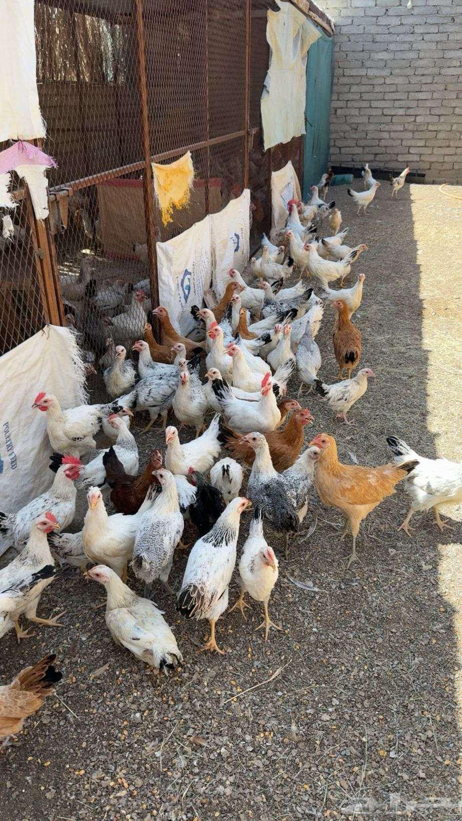 للبيع دجاج فرنسيي كولومبي ابيض وفيومي شبابي63719316851330110