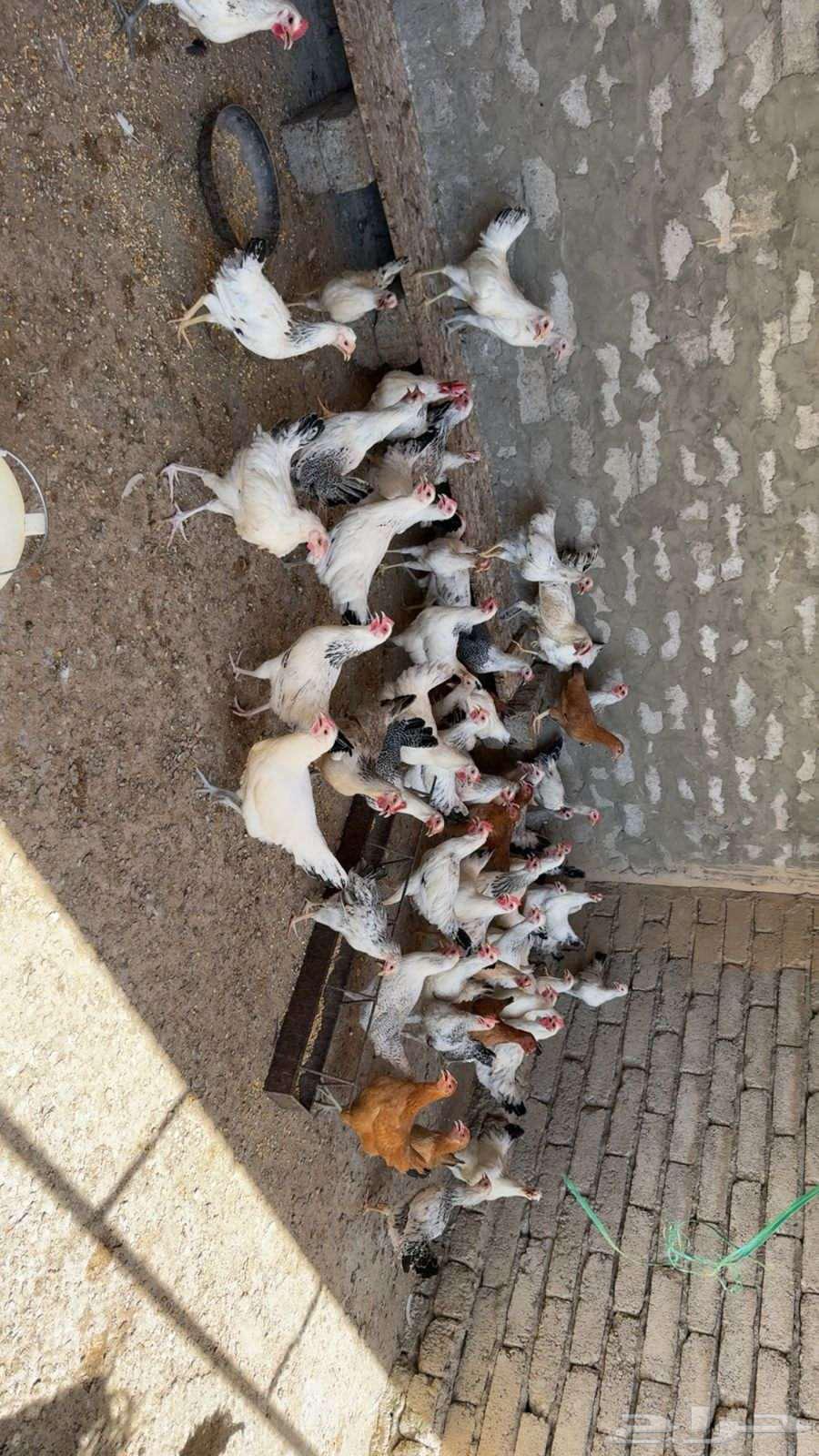 للبيع دجاج فرنسيي كولومبي ابيض وفيومي شبابي63719316851330111