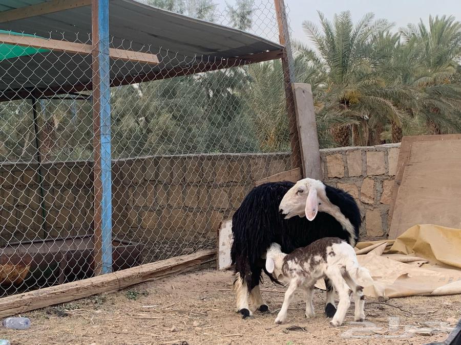 نجدية متبع بخروف خصم63727006289282112
