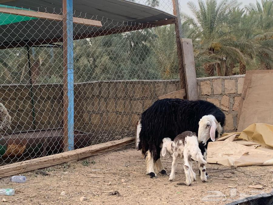 نجدية متبع بخروف خصم63727006289282111