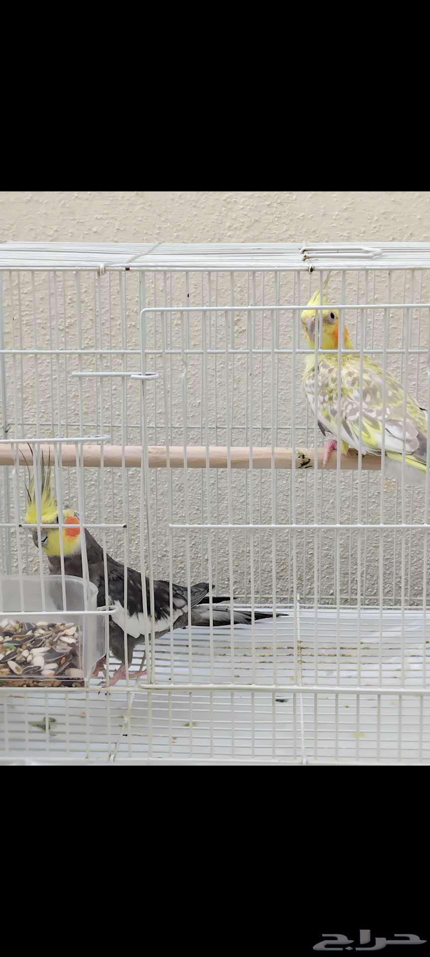 ببغاء كروان الكوكتيل للبيع63732743714434111