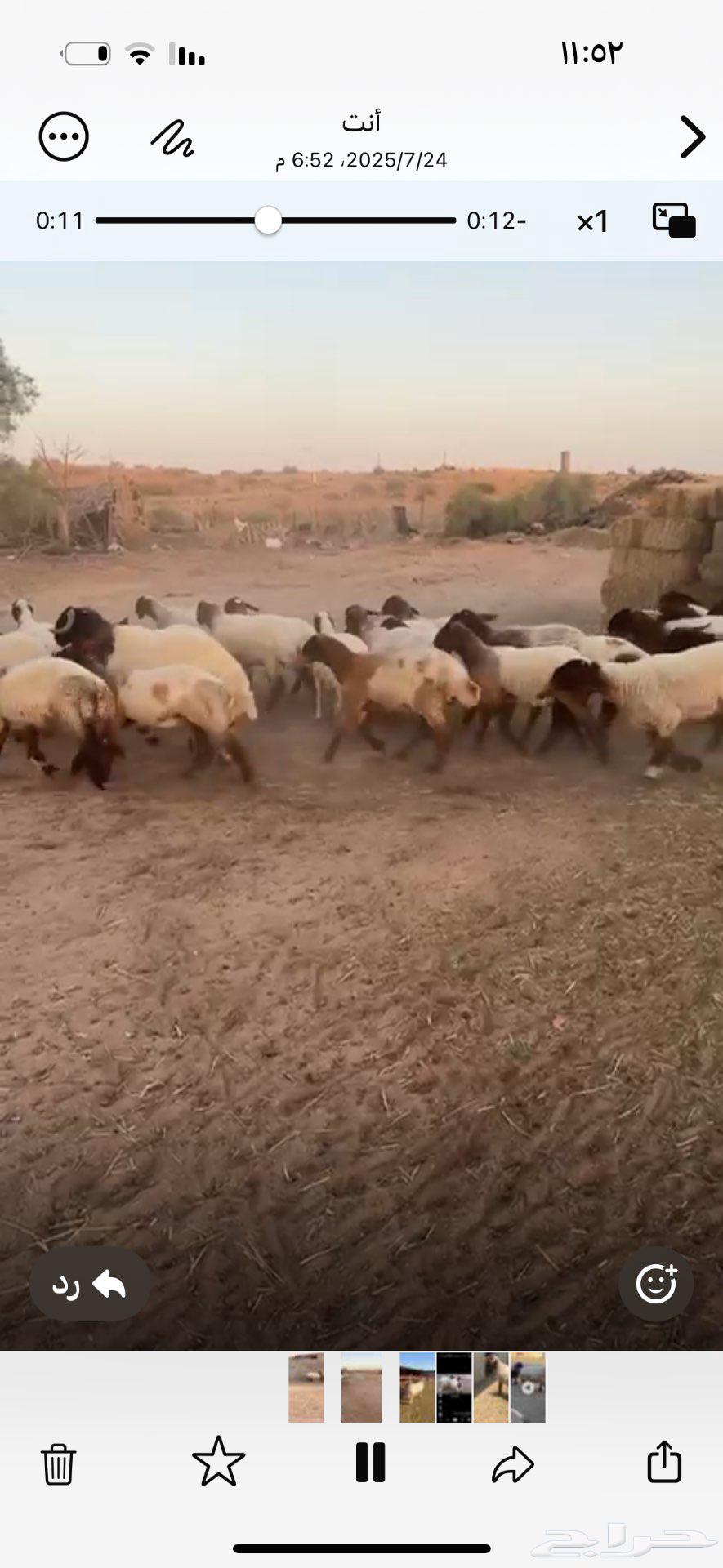 البيع جذعات 39 طيبه وجذعان 2 طيبه ماشرط قريع63738849961218111