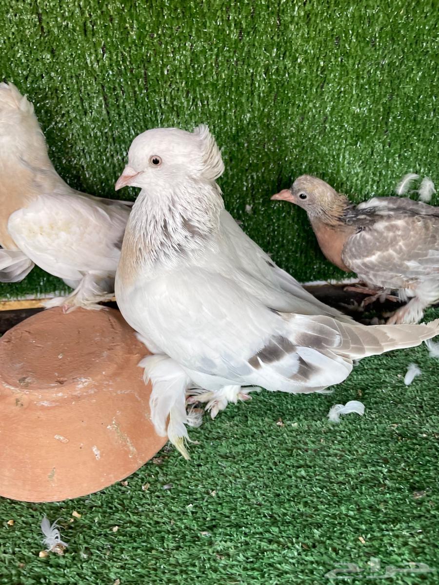 Munqa Parrot and Orfli Parrot for Sale63735374882819112
