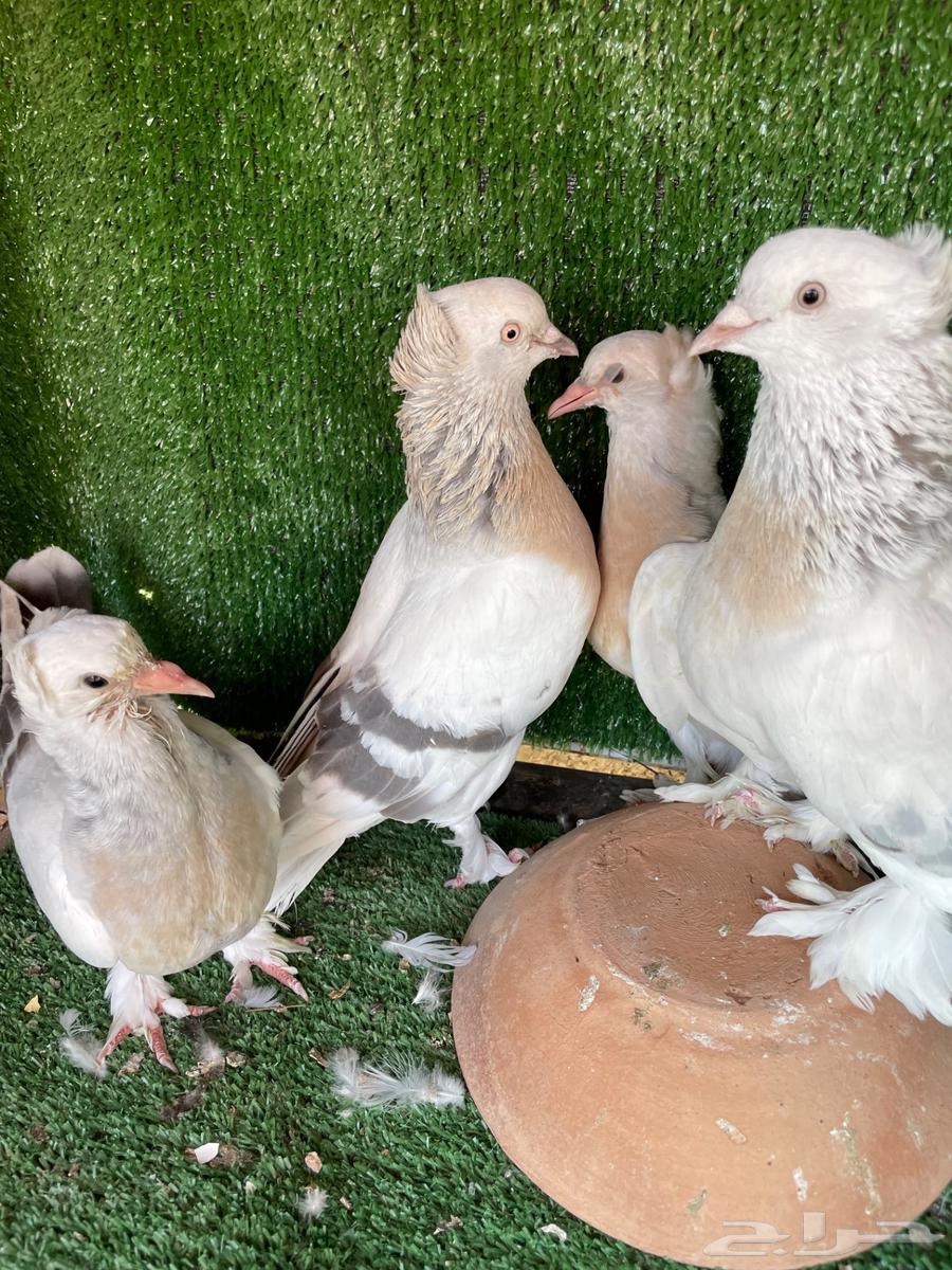 Munqa Parrot and Orfli Parrot for Sale63735374882819113