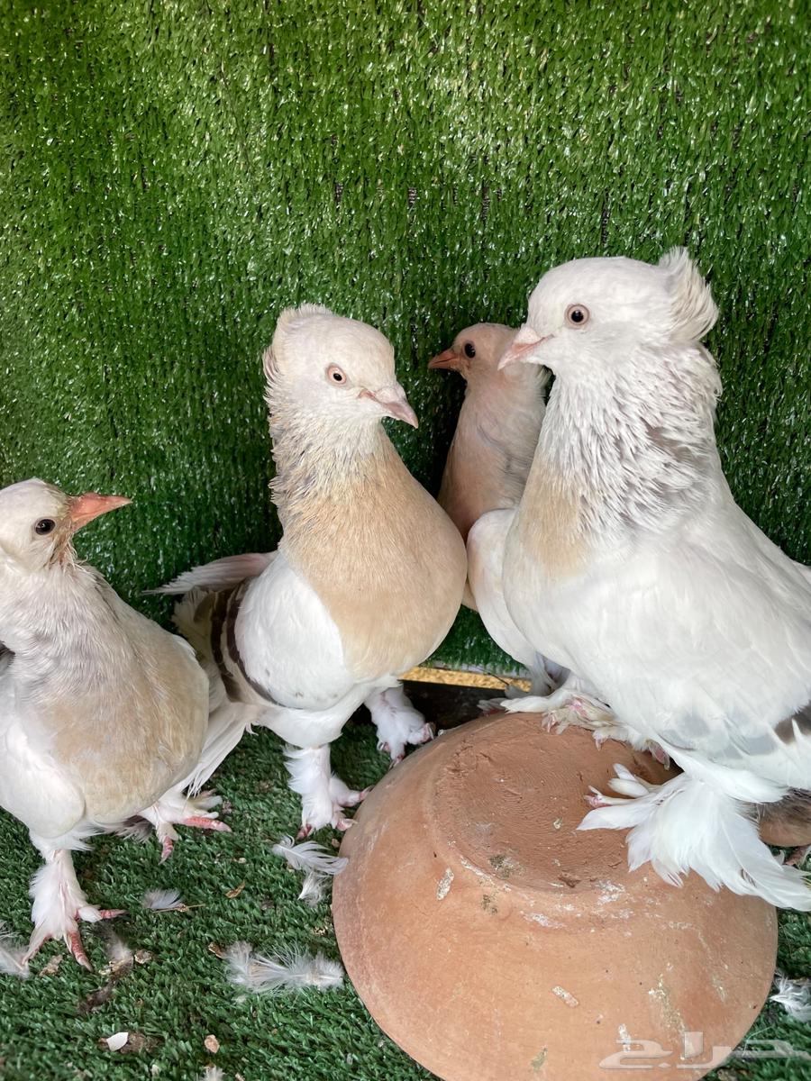 Munqa Parrot and Orfli Parrot for Sale63735374882819114