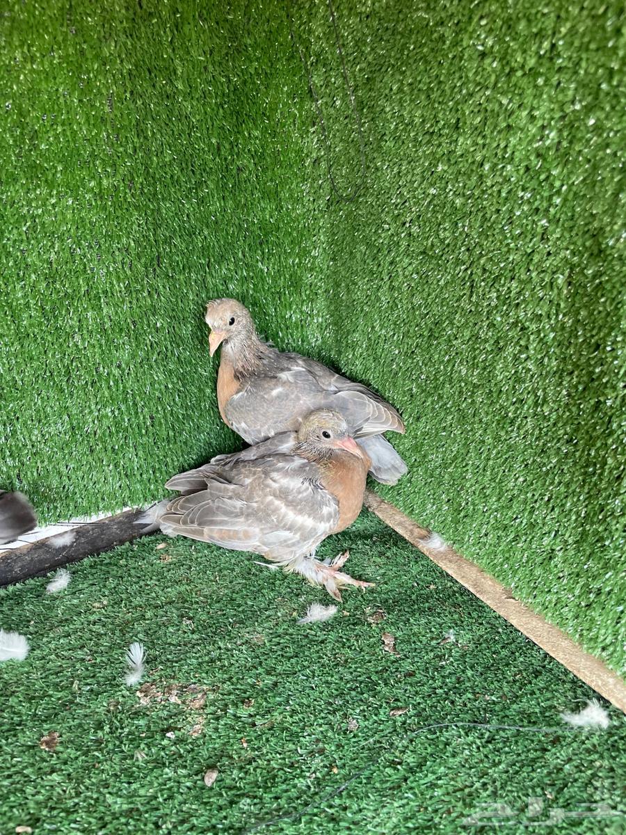 Munqa Parrot and Orfli Parrot for Sale63735374882819110