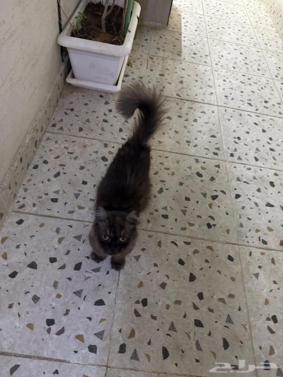 قطة63742452967171110