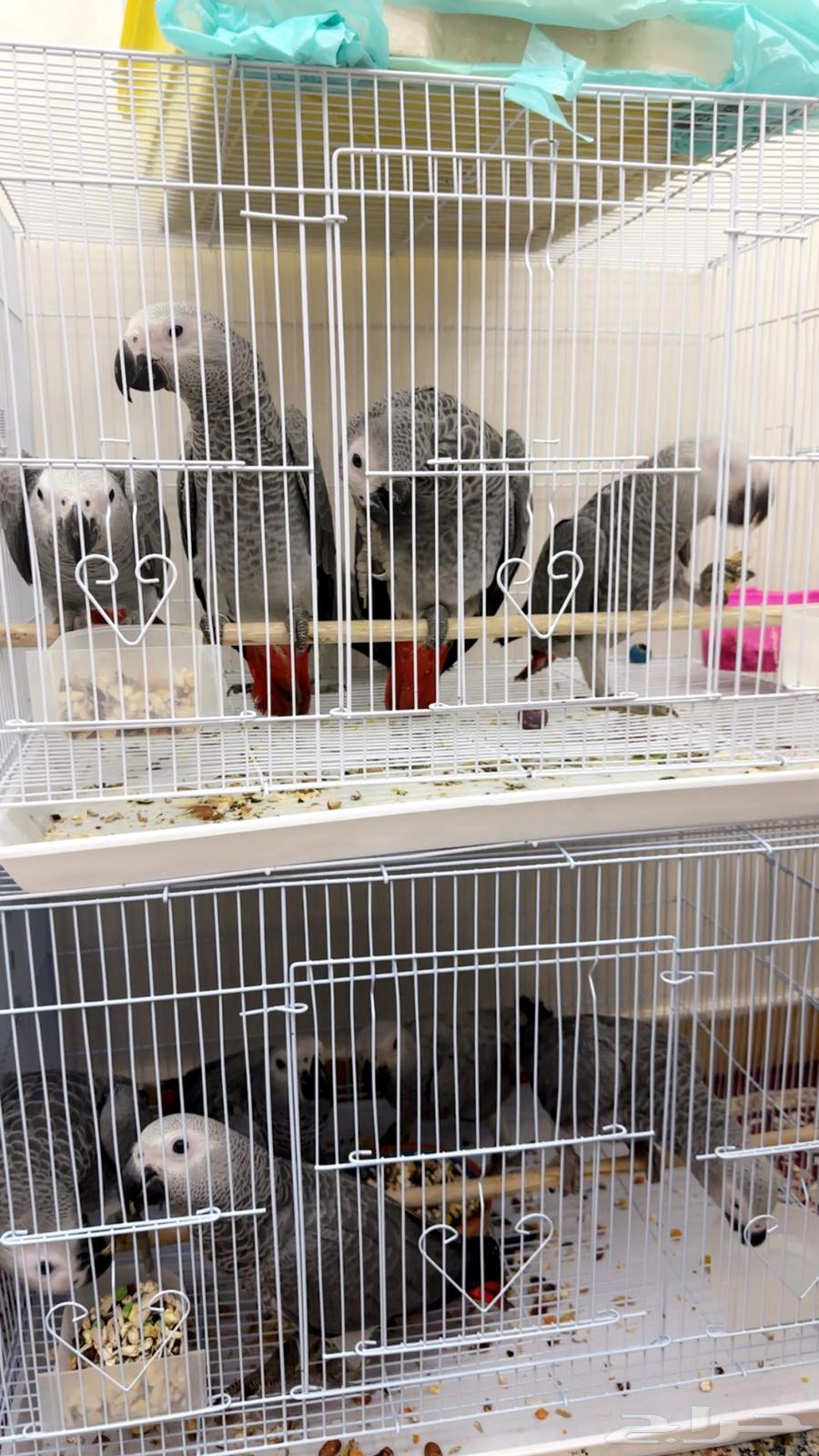 African Cassco Chicks, Light Colors, Sizes, Sold for 265063739809845505113