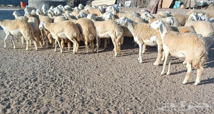 43 رخال نوادر مع فحولها 3 من الصياد في أملج -الحد موجود63735930412801112