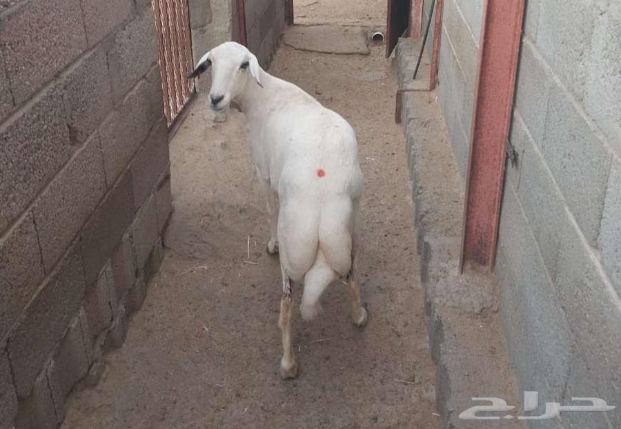 A strong, fat ram... Sold63733301403137110