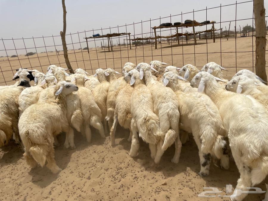 طليان مناسبات 30 (تم البيع )63733211240194113
