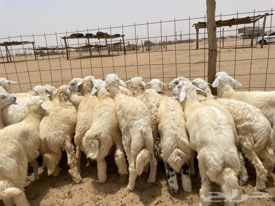 طليان مناسبات 30 (تم البيع )63733211240194110