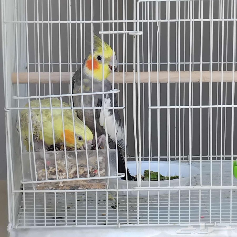 ببغاء كروان الكوكتيل للبيع63732743714434110