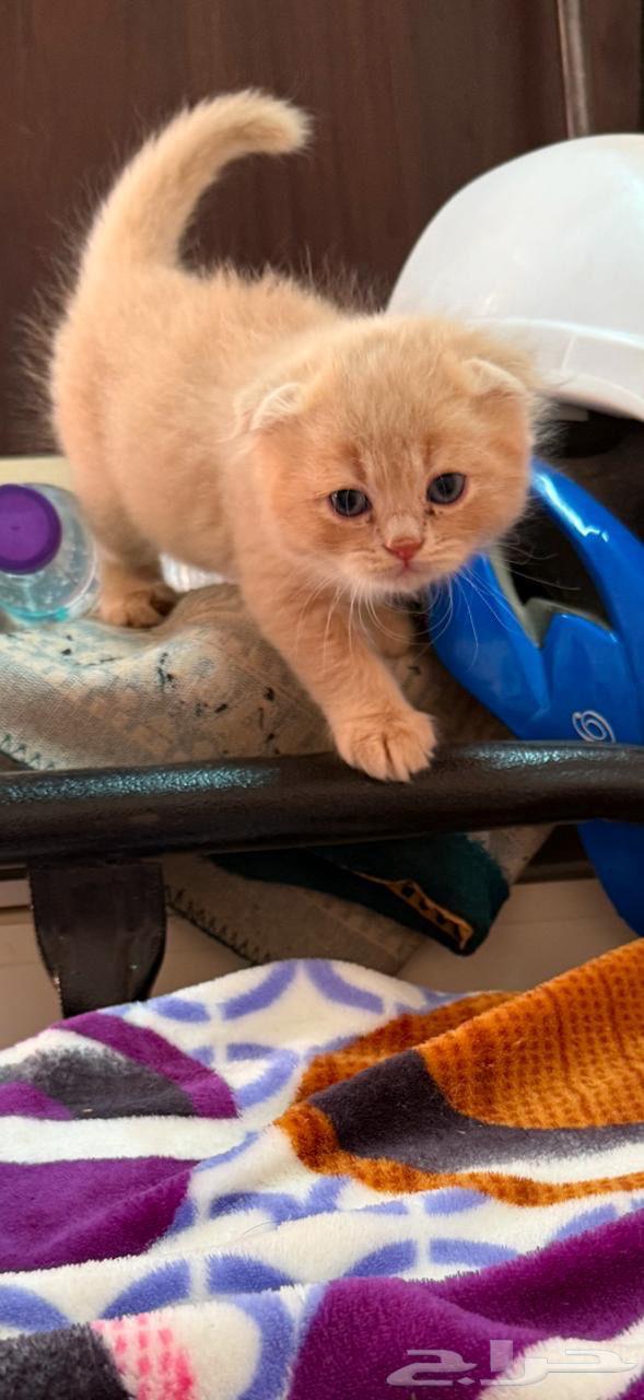 Scotch Inath363740280115971112