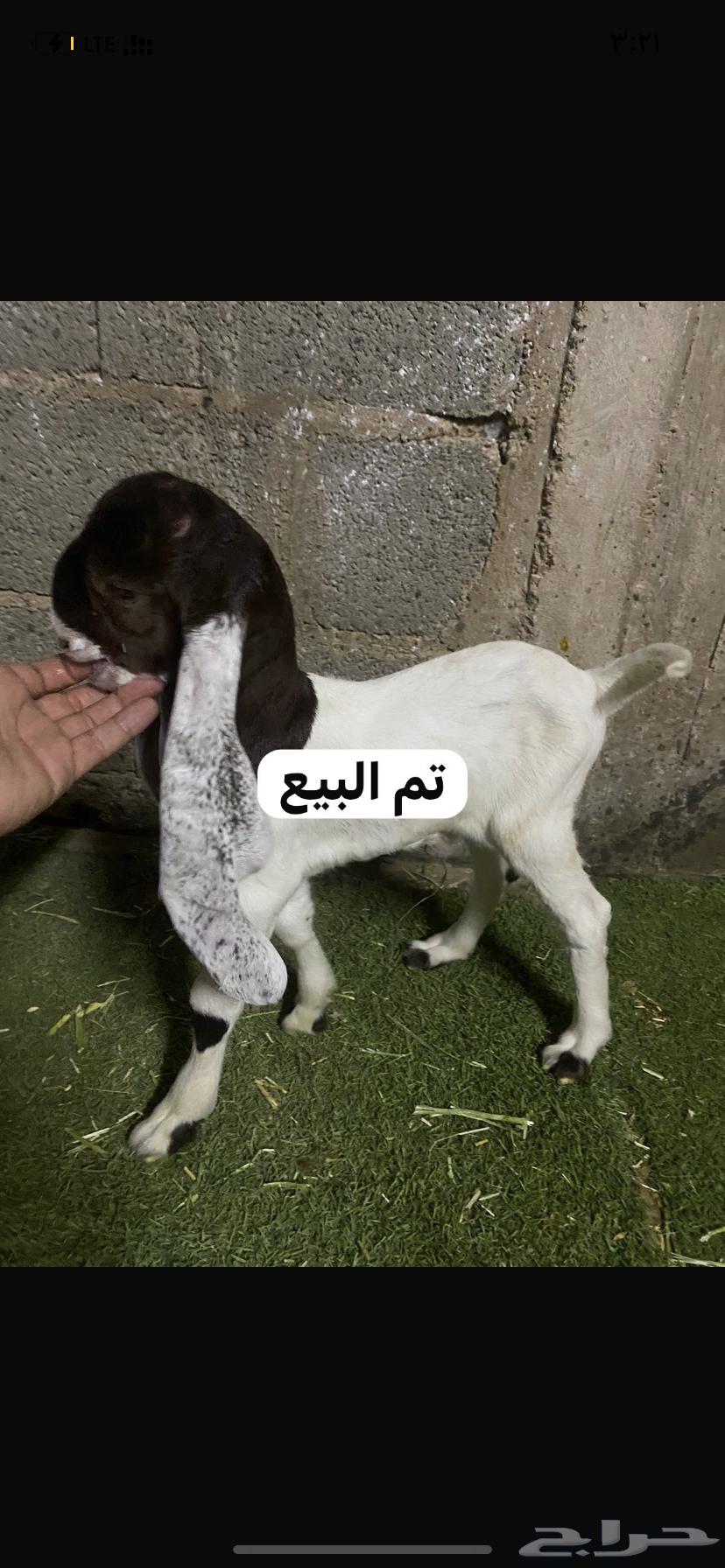 للبيع تيس داغور شق363703506598403111