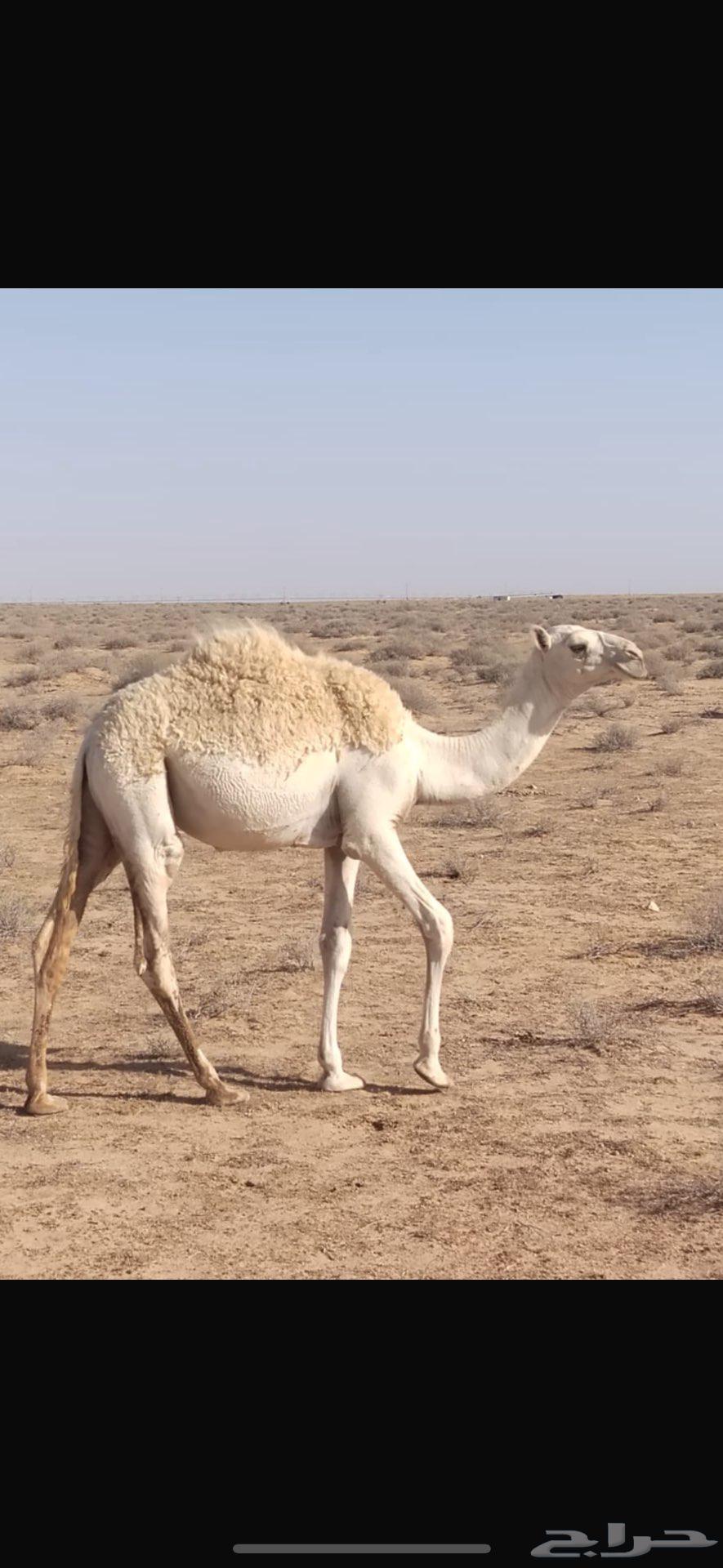 فيه 5 قعدان للبيع ماعلفن ابد يرعن من الارض شرط63743106309506110