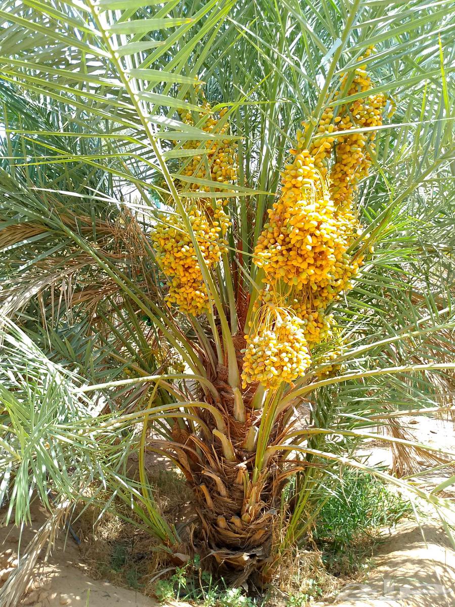 نخل للبيع63744696688515110