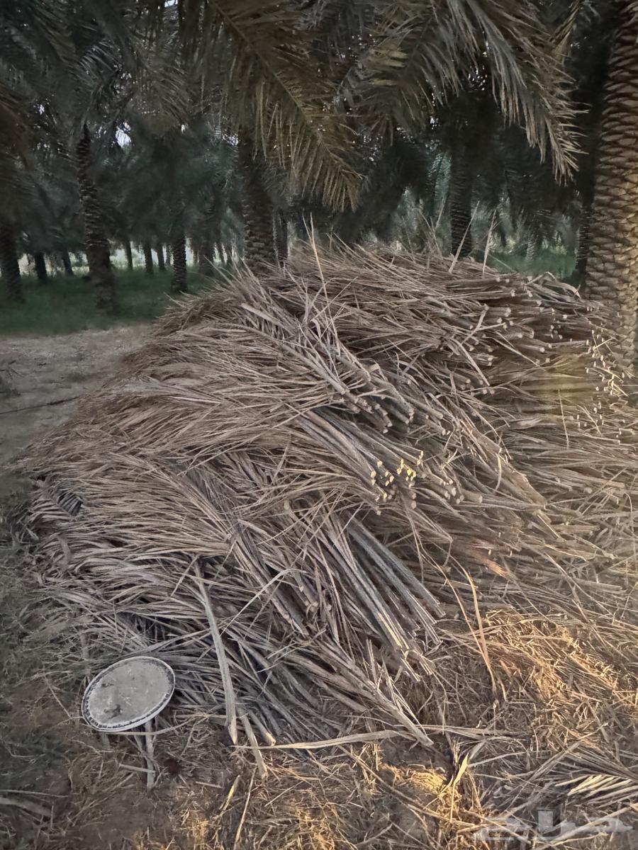 سعف وكرب النخل للبيع في الاحساء63746399650689111