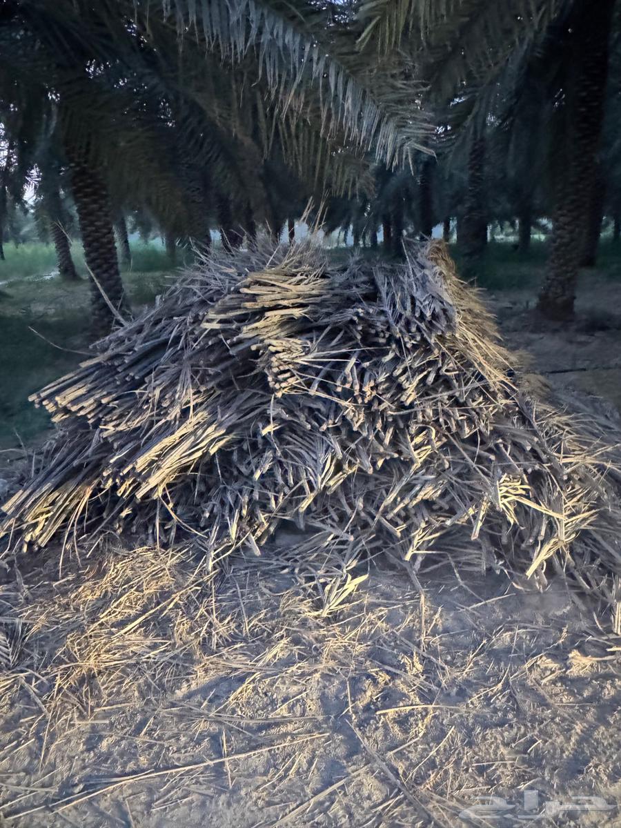 سعف وكرب النخل للبيع في الاحساء63746399650689113