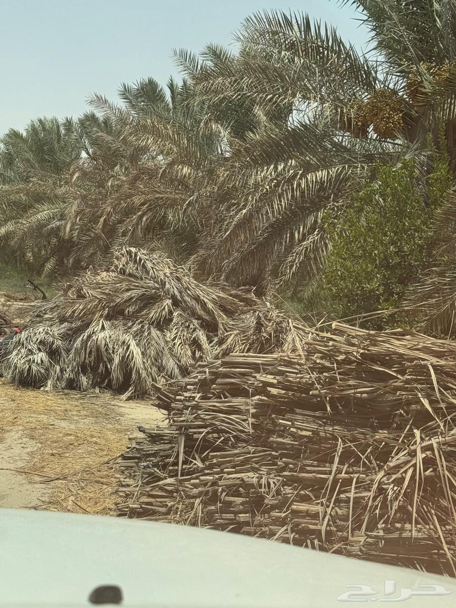 سعف وكرب النخل للبيع في الاحساء63746399650689112