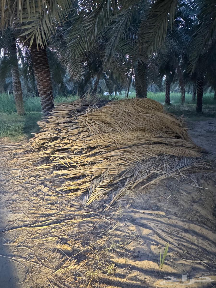 سعف وكرب النخل للبيع في الاحساء63746399650689114