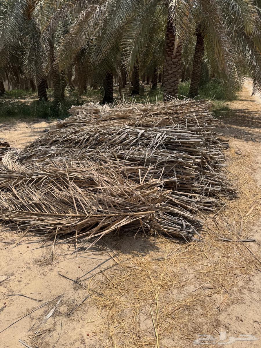 سعف وكرب النخل للبيع في الاحساء63746399650689110