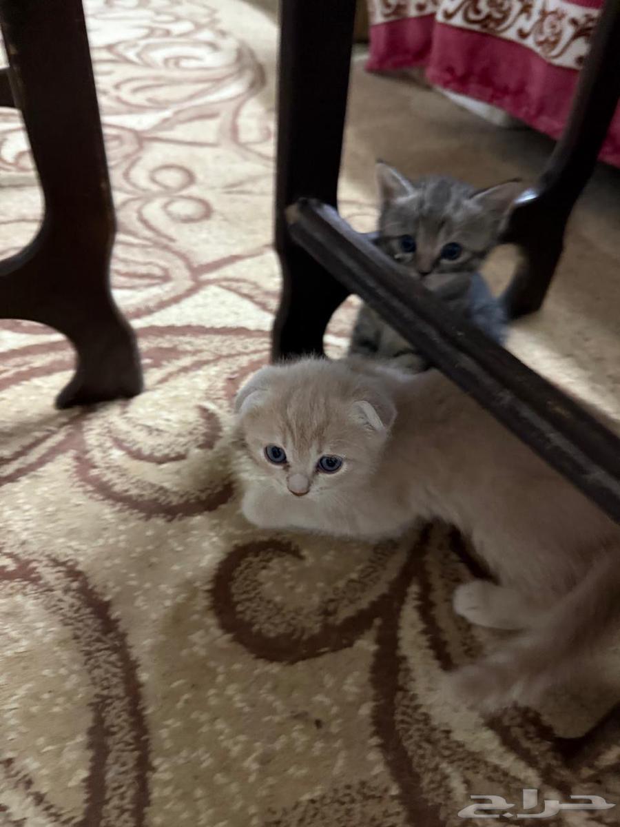 Scotch Inath363740280115971113