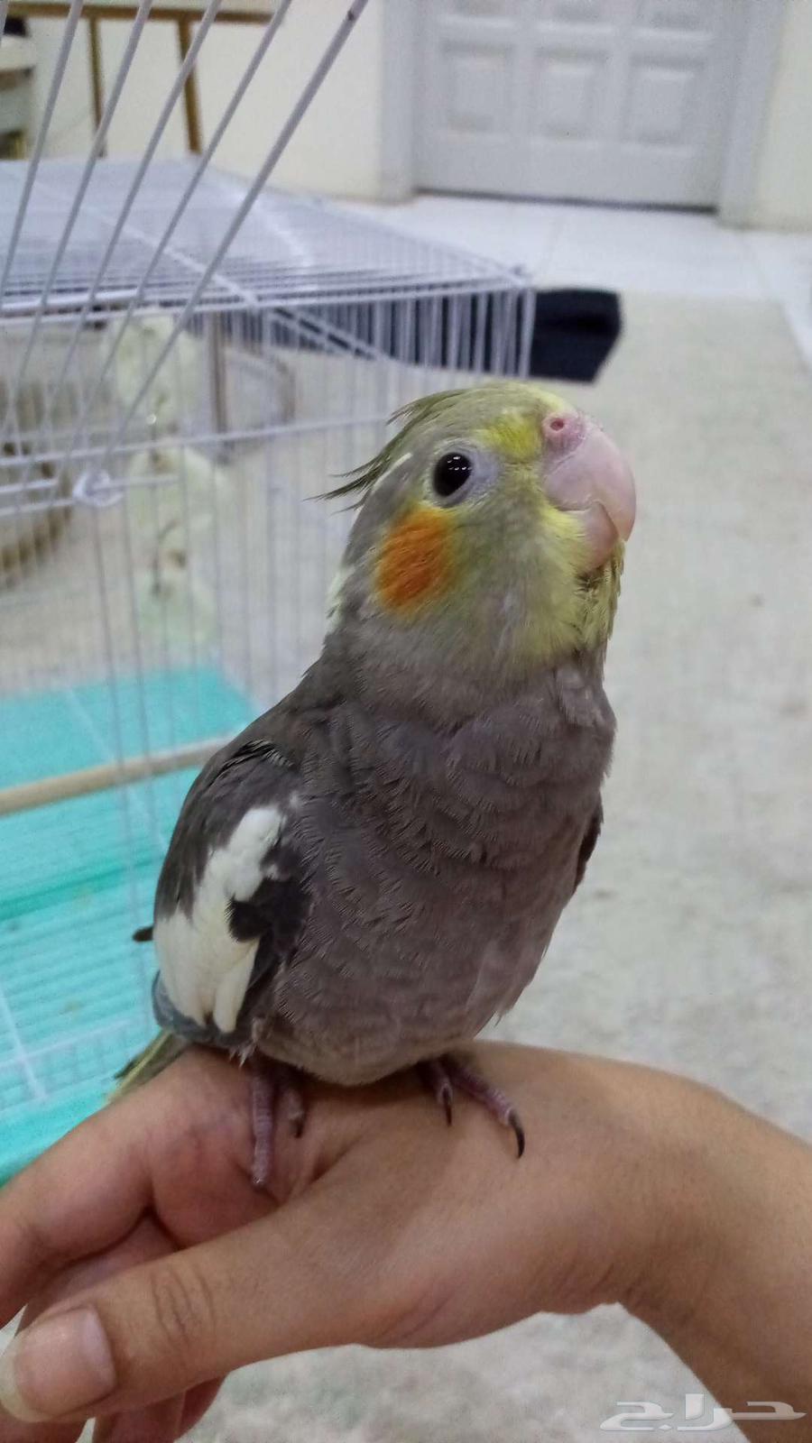 Crown Cockatiel, May God Bless the Buyer63746861614979110
