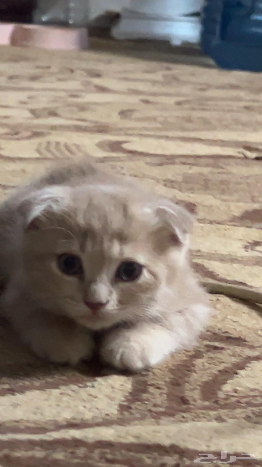 Scotch Inath363740280115971110