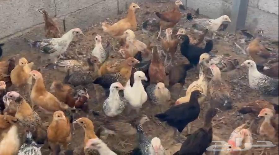 دجاج فيومي بلدي للبيع63743295463555110