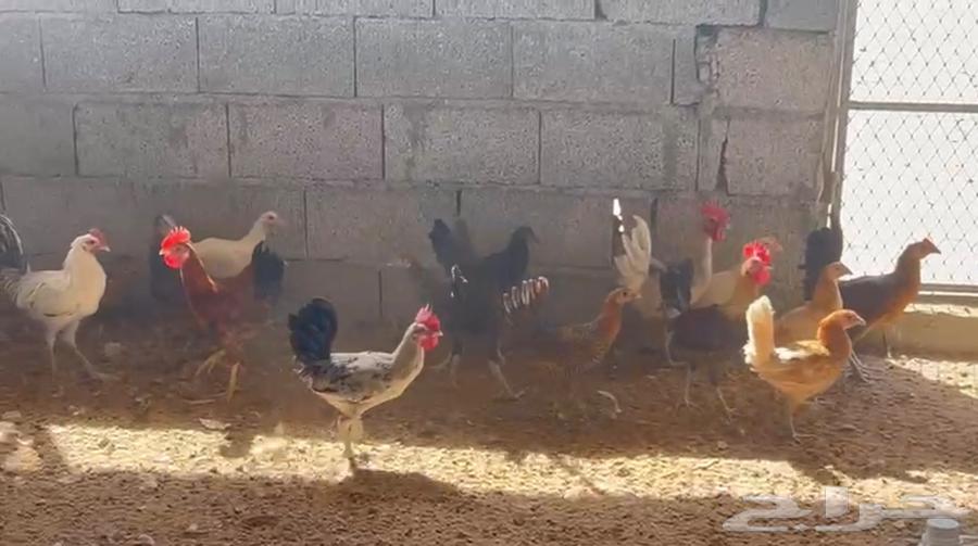 دجاج فيومي بلدي للبيع63743295463555112