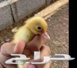 تعلن مزارع ارنوبي بفضل الله وتوفيقه عن توفر صوص بط بكيني63756464921857113