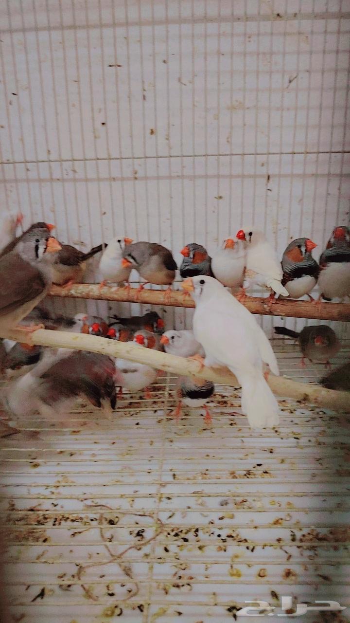100 زوج زيبرا هولندي إنتاج محلي جمله63757647442562112