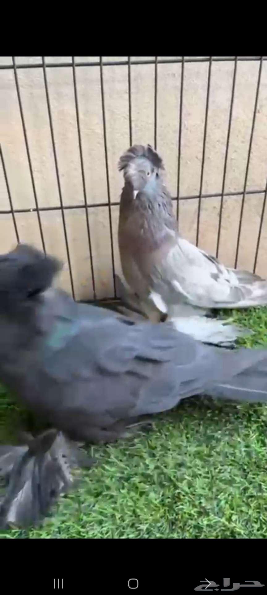 للبيع بخارى63753828898946111