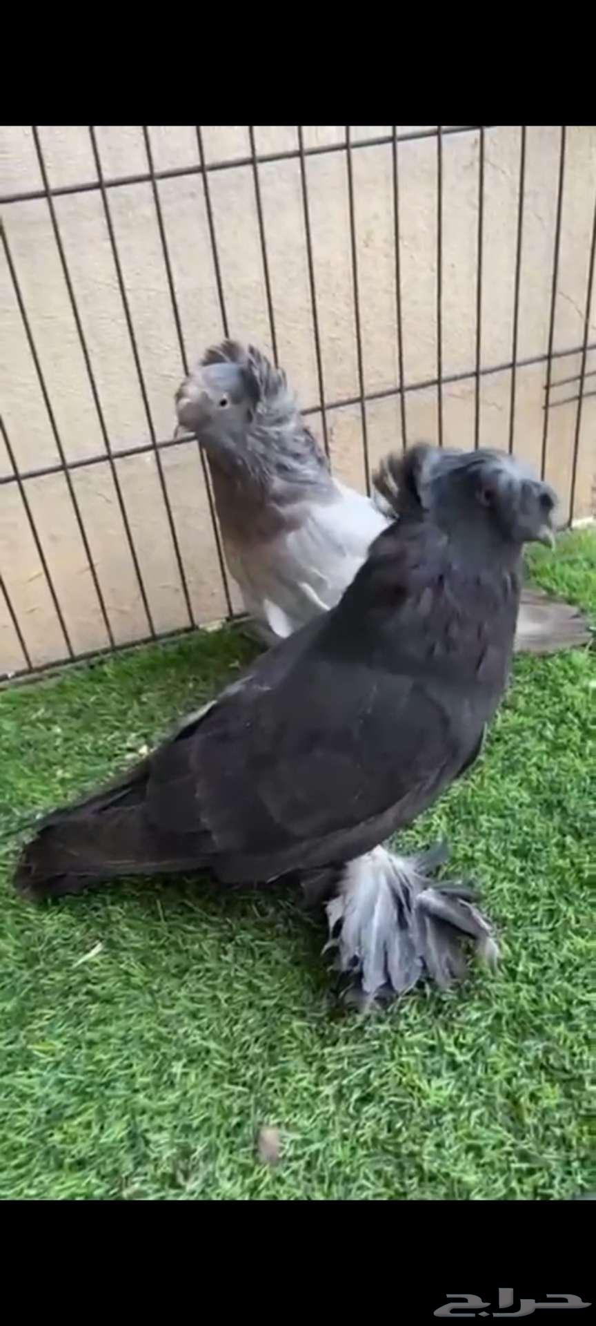 للبيع بخارى63753828898946110