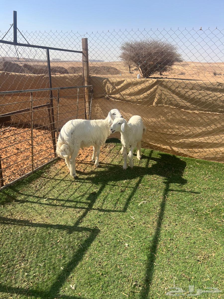 طليان حريات ( تم البيع )63753430885249112
