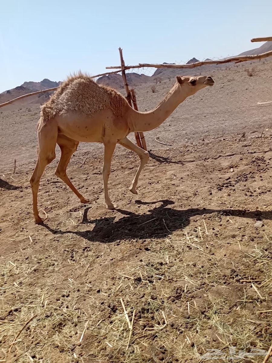 بكره للبيع بنت الليزر63754305185793110