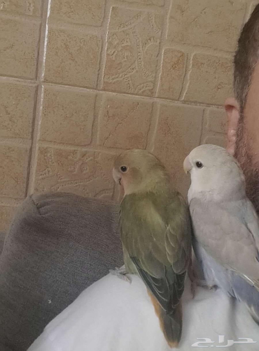 طيور رزو زوجين اليفين مع القفص للبيع او للبدل63754509499650110