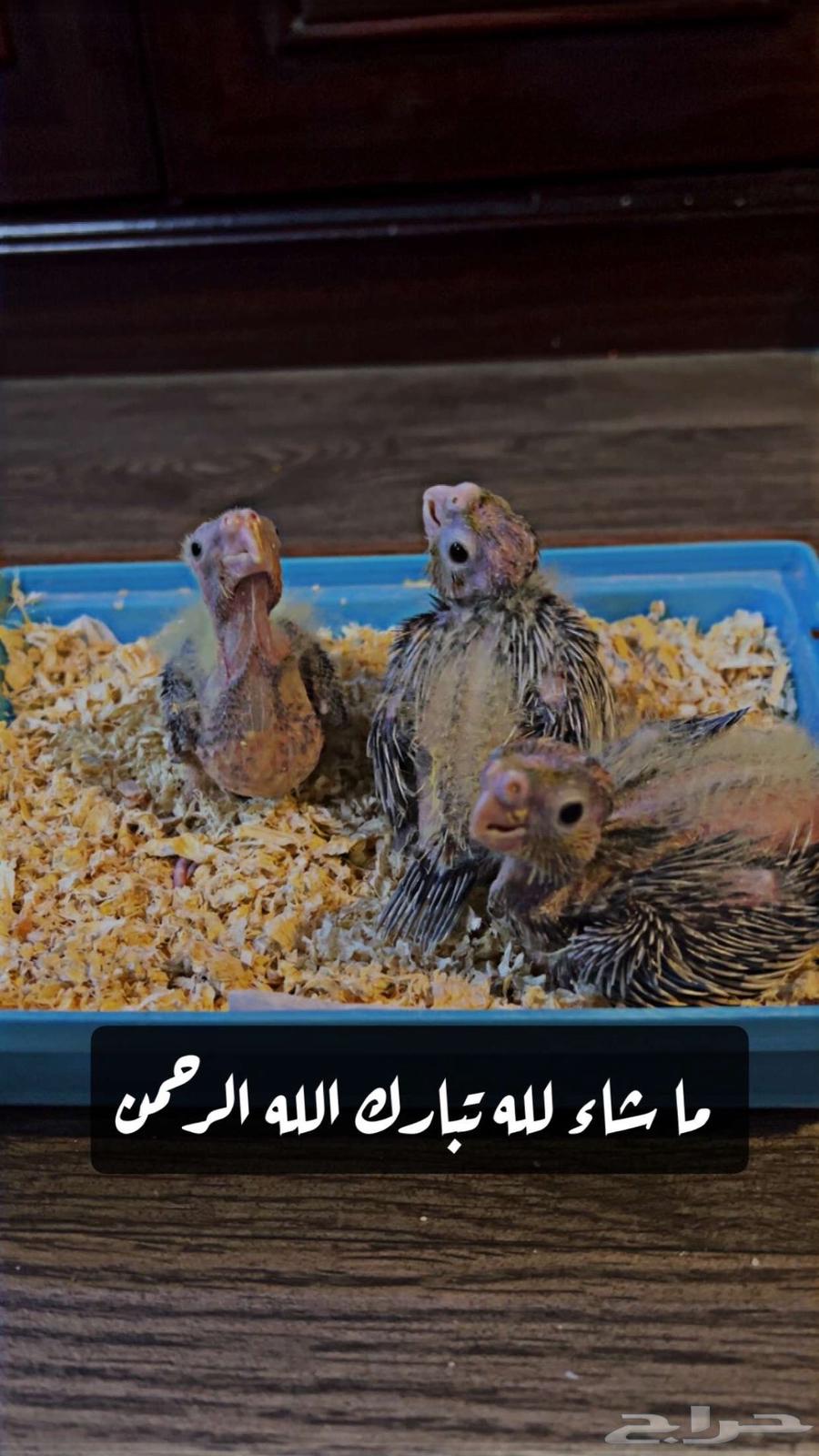 ببغاء كروان للبيع السعر 17063754113503361110