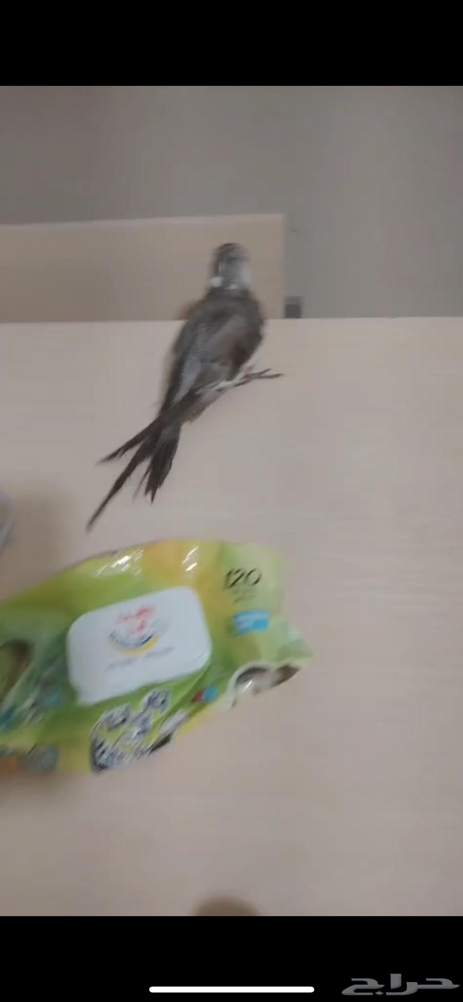 كروان كوكتيل للبيع63759037462275112